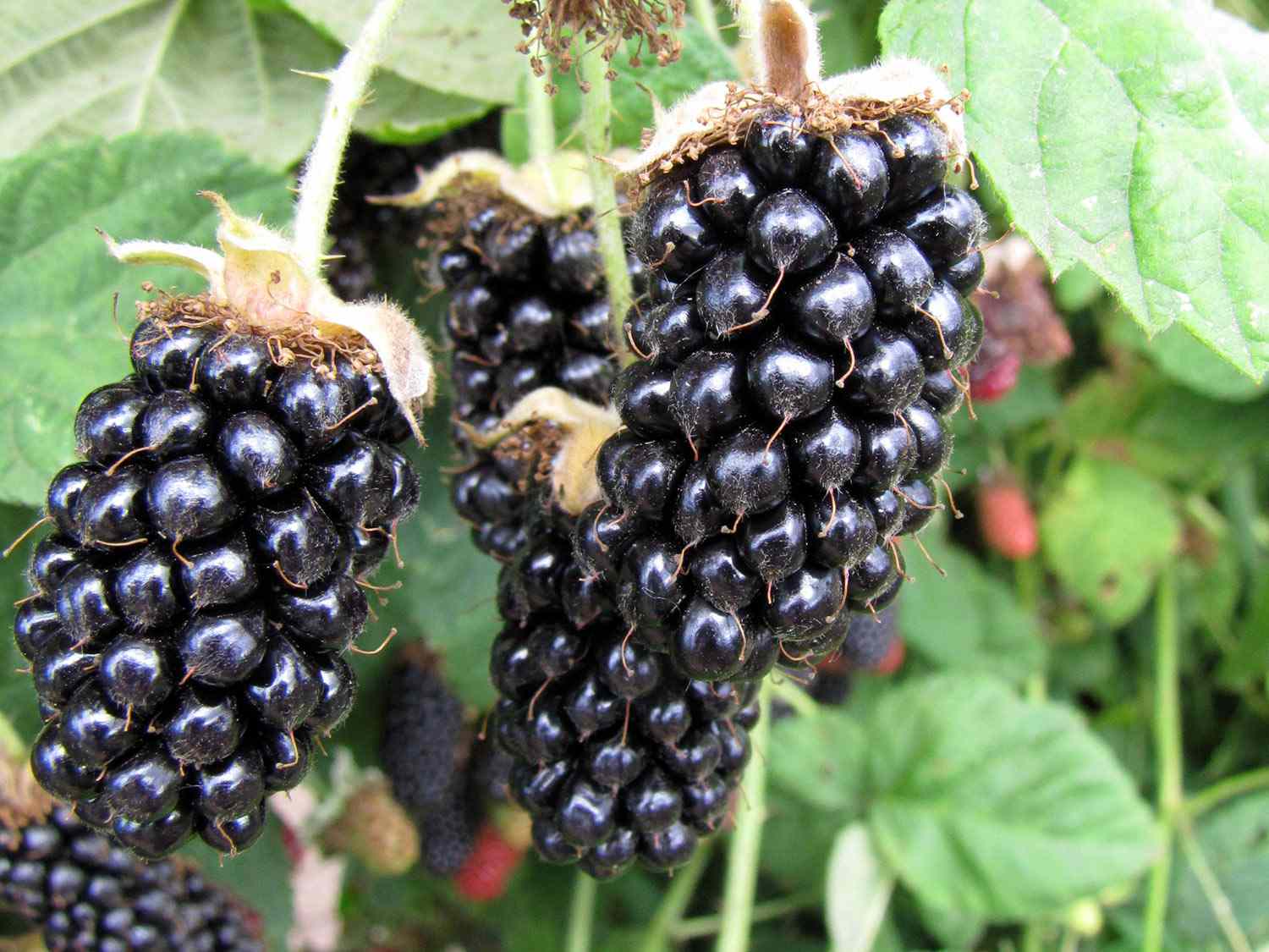 __opt__aboutcom__coeus__resources__content_migration__serious_eats__seriouseats.com__2020__06__20200615-marionberries-Bernadine-Strik-5-f76e5c8ef0a54631a6517b51b46ed945.jpg